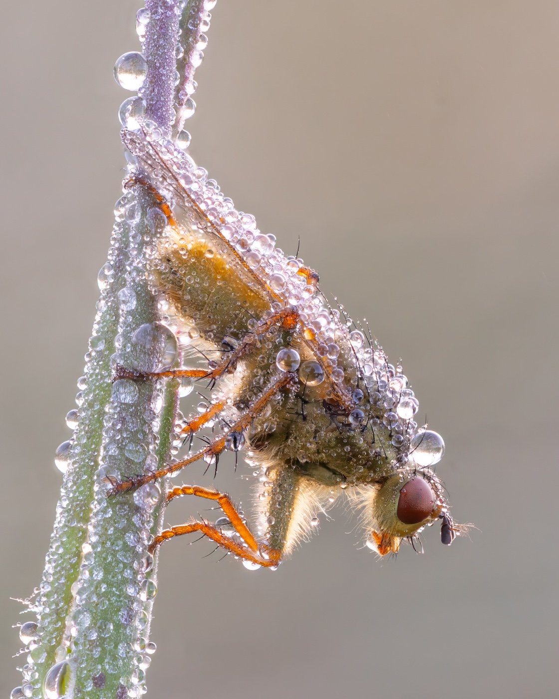 4-Jay-Birmingham-Dew-Covered-Scathophaga.jpg