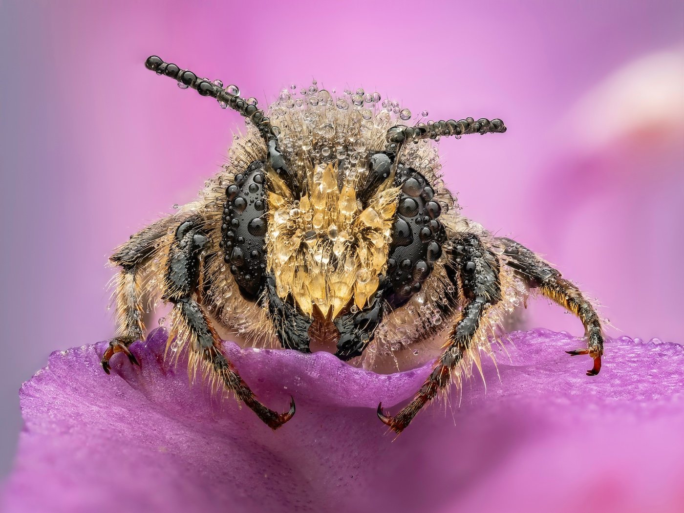 9-Leafcutter bee.jpg