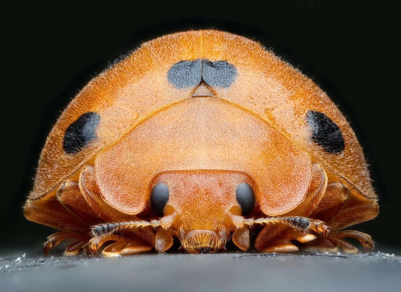 10-Invertebrate Portrait-Olivier-Clerc-I'm not hairy, you are!.jpg