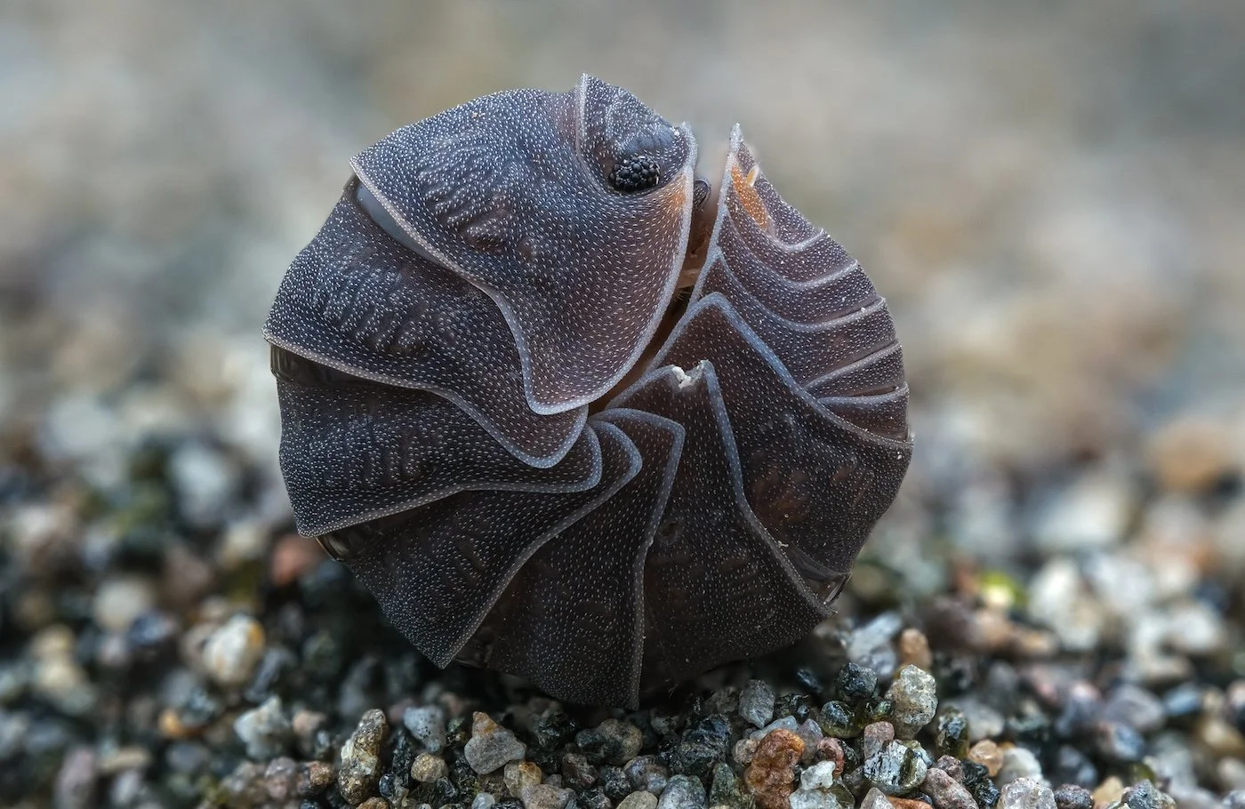 32-Invertebrate Portrait-Mus-Bihin-Wild Tire.jpg