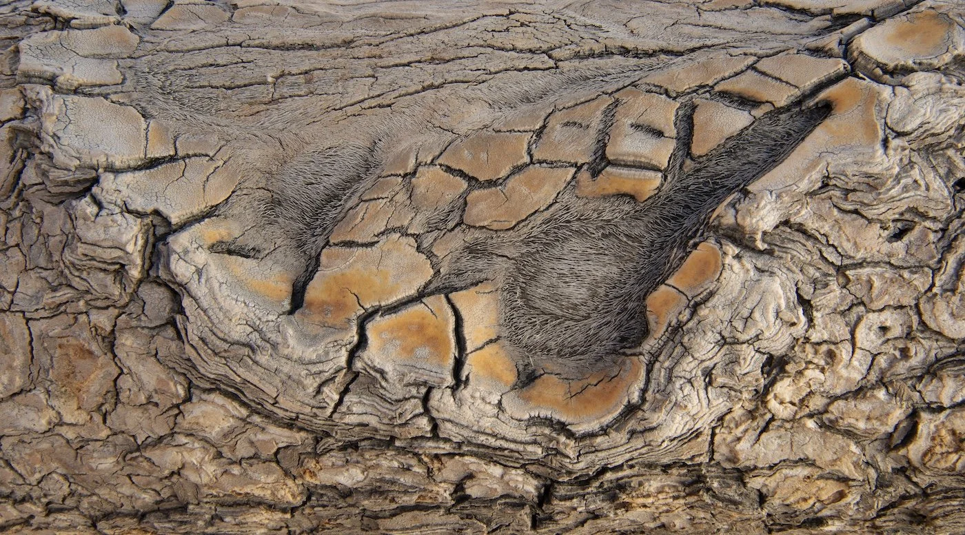 7-Donald-Bolak-Joshua-Tree-Bark-high-res_774.jpg