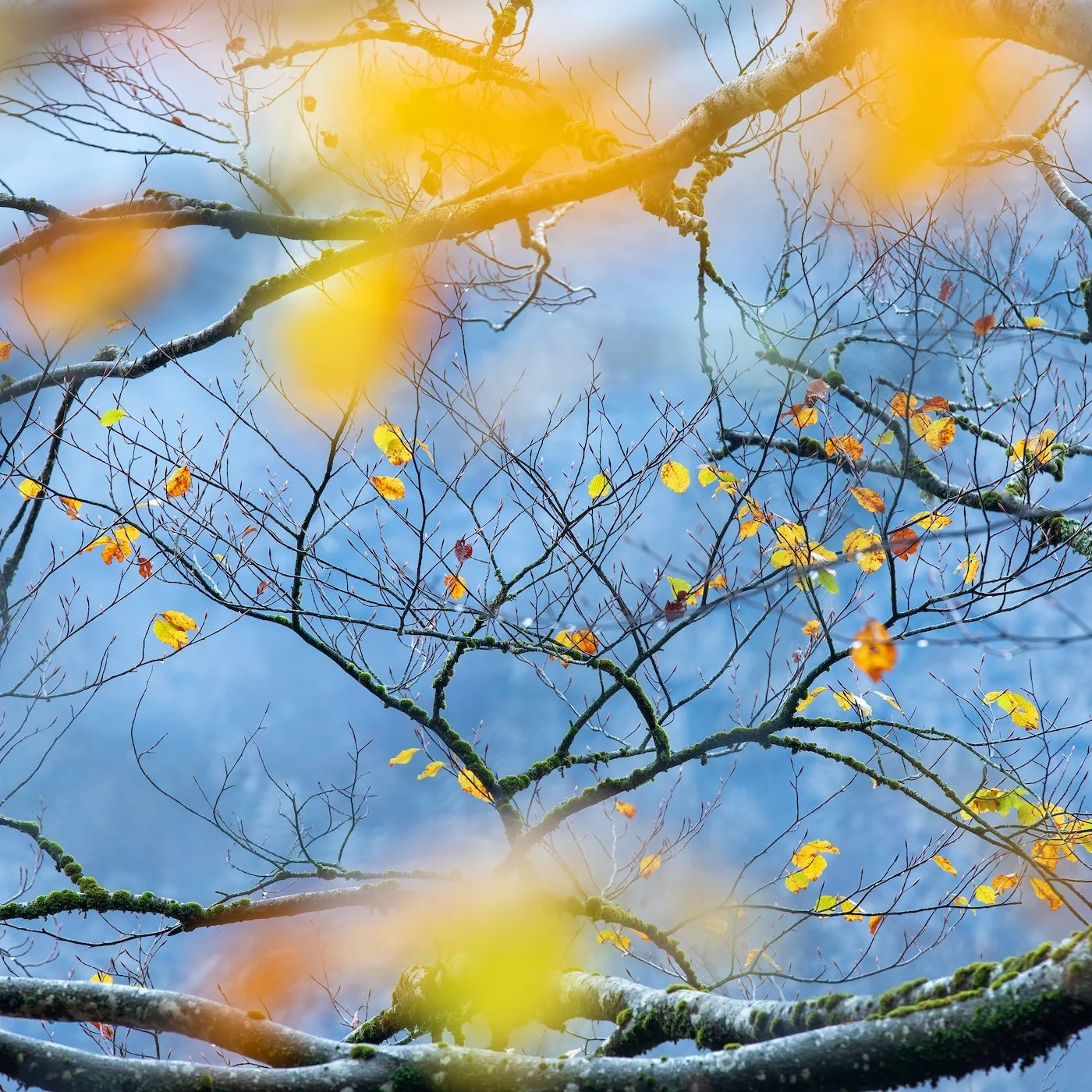 26-Catherine-Illsley-Farewell-to-Autumn.jpg