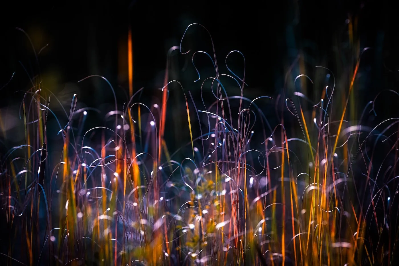 1-Plants-Andre_Abbenhaus-Candle_Light_Morning.jpg