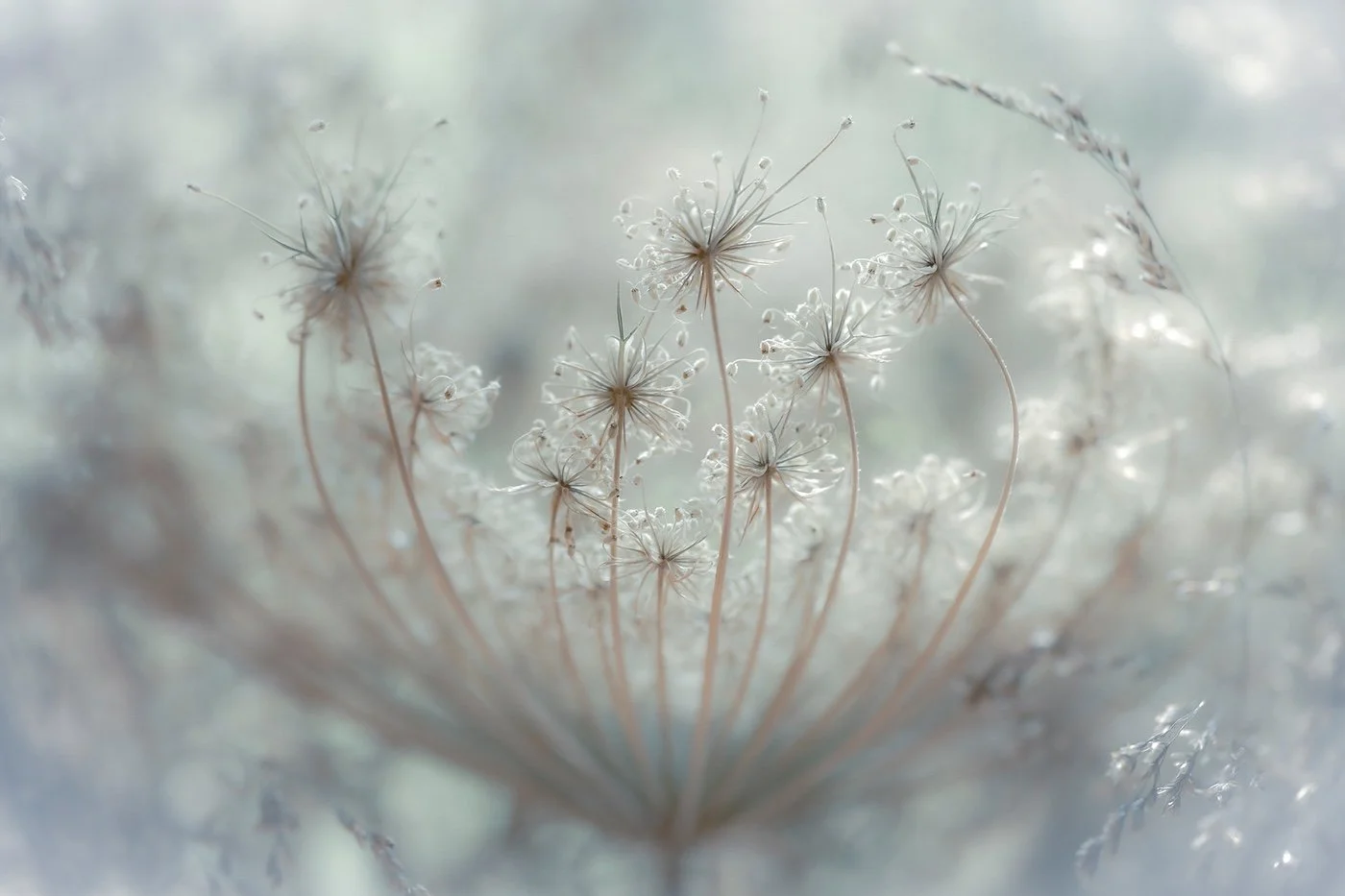 7-Plants-Rachele-Z.-Cecchini-Pure_delicacy.jpg