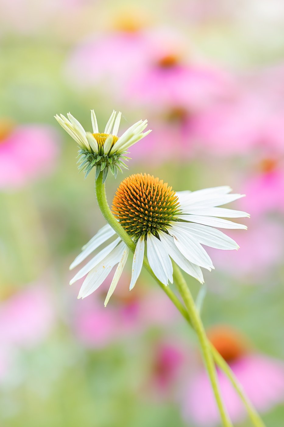 20-plants-Claudia-Gaupp-pas-de-deux-highRes.jpg