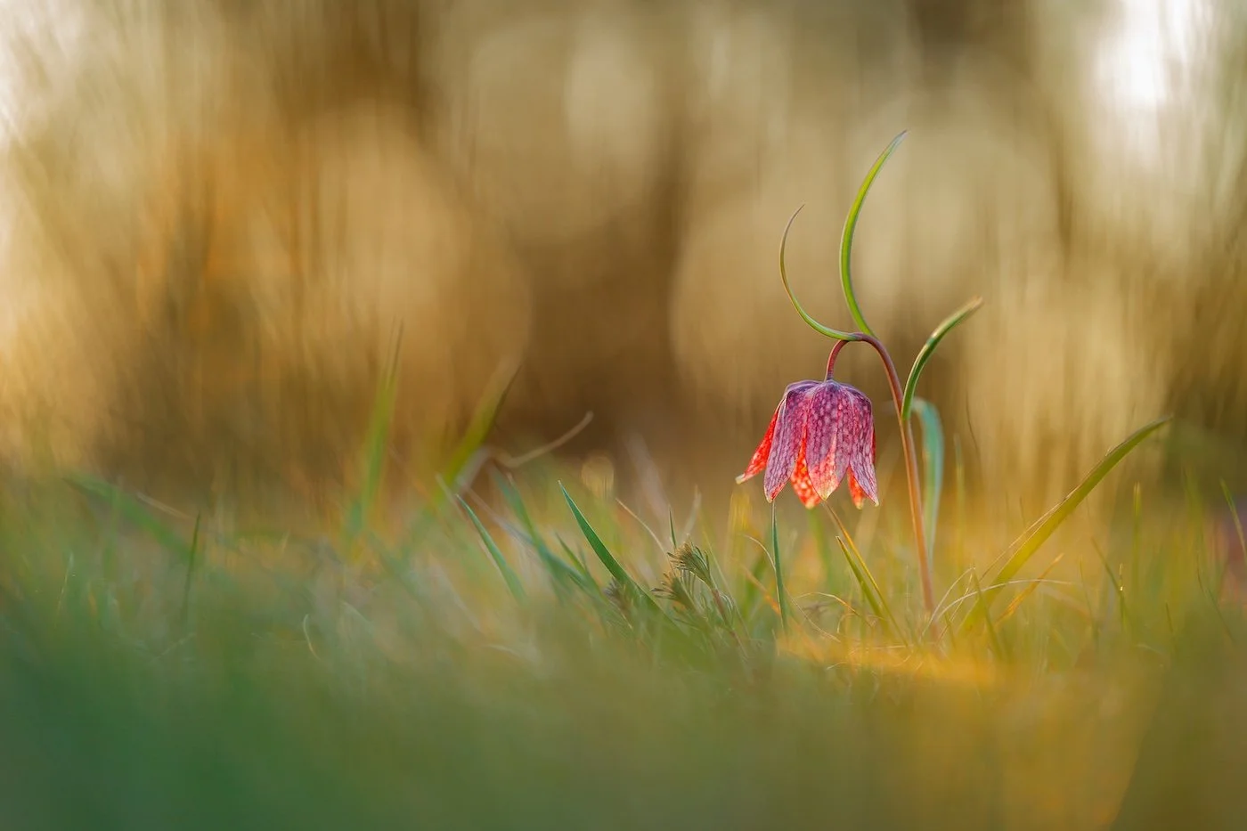 38-plants-Karin Rollett-Vlcek-luminous.jpg