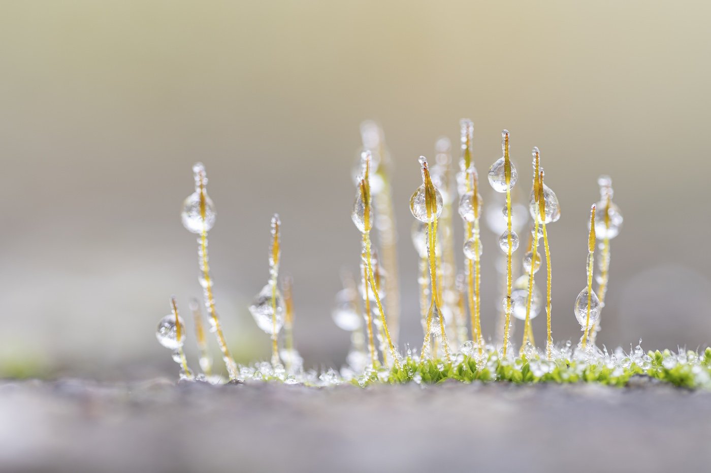 45-Plants - Ann-Christin-Thomsen - Frosty-Moss.jpg