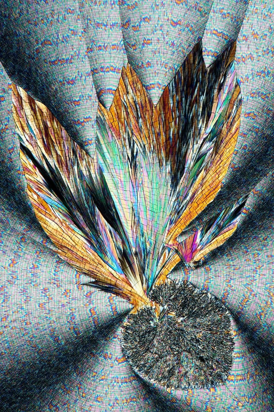 47-Full-Res-Studio Art-Detlef-Strehmel-Germinating Seed.jpg