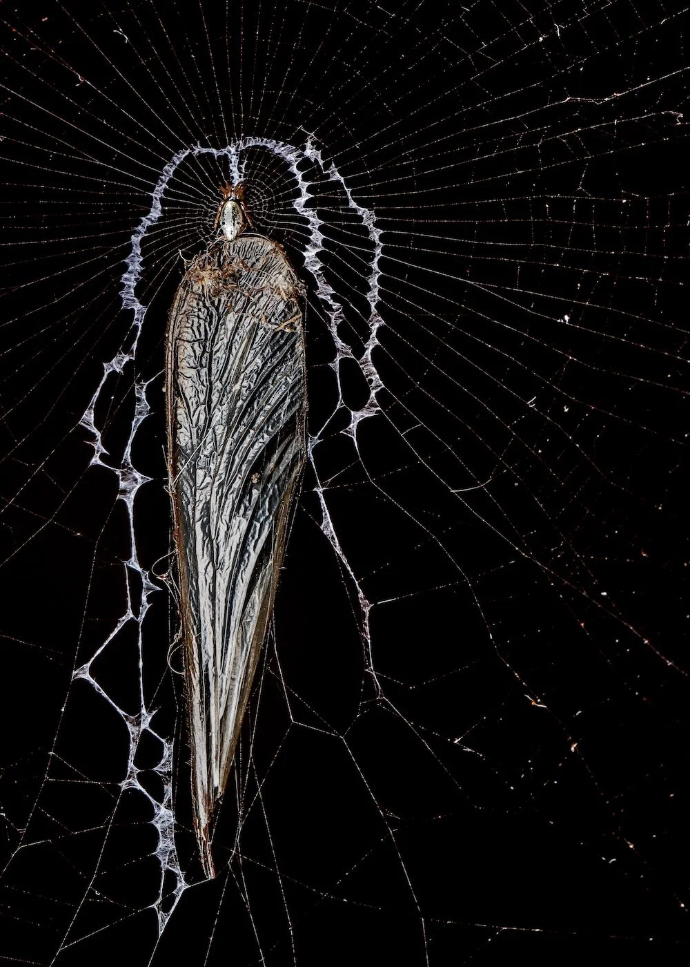 A fly wing caught in a spider web