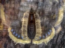 Pål Hermansen, CUPOTY 7 Butterflies & Dragonflies winner, Butterfly Flash