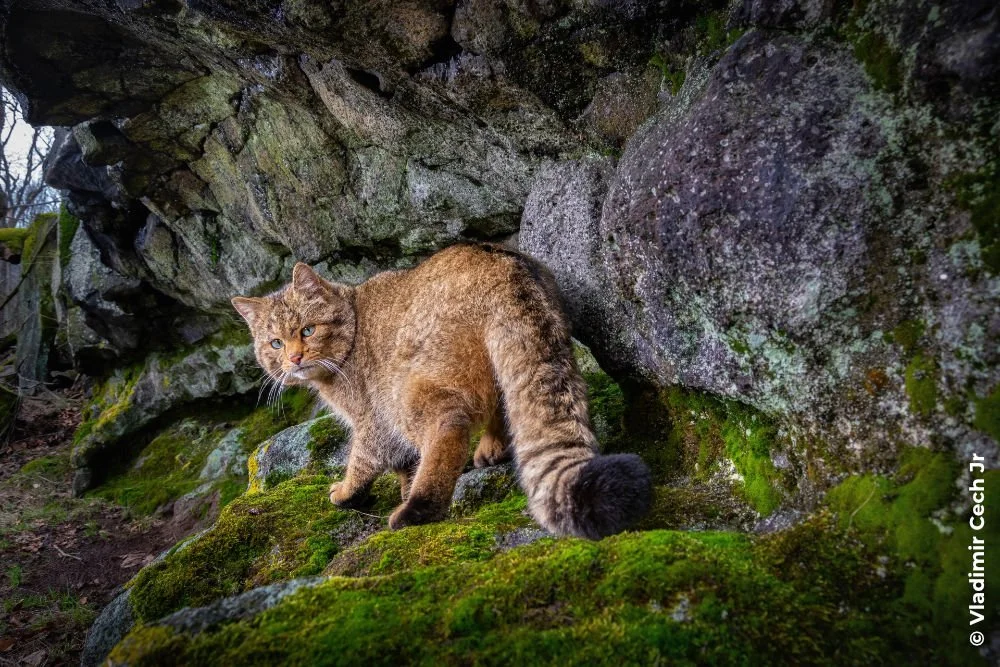 A wildcat photographed by Vladimir Cech Jr showing how CUPOTY 8 accepts images with a sense of proximity to the subject.