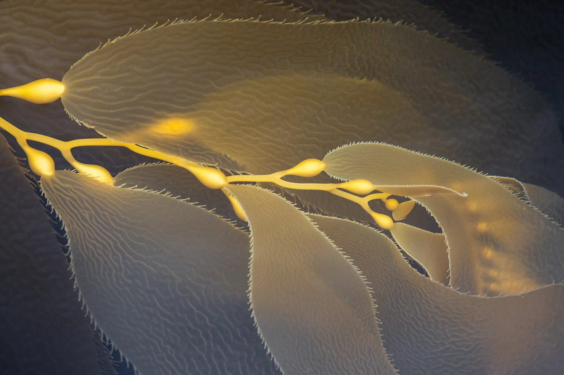 6-landscape-Sigfrido-Zimmermann-flowing-kelp.jpg