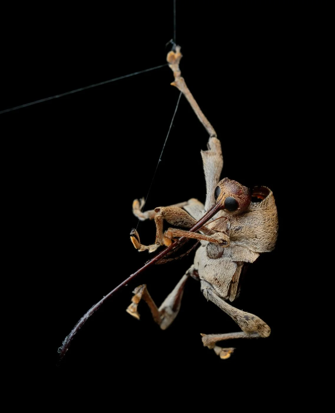 The hollowed-out exoskeleton of an acorn weevil, suspended on a strand of silk