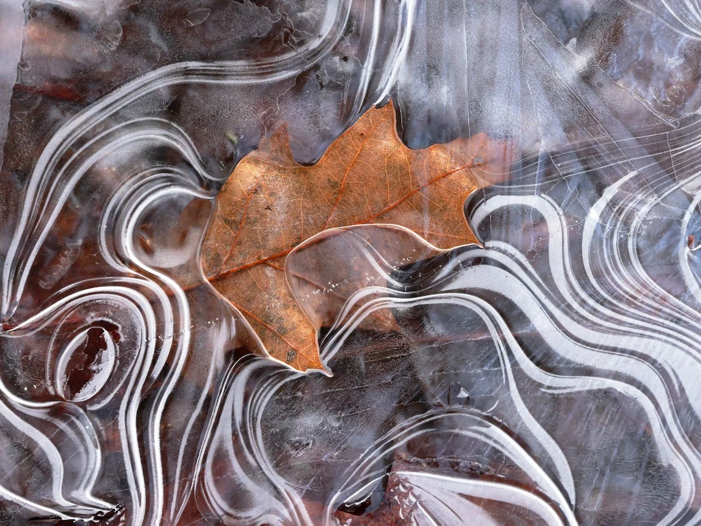 An autumnal oak leaf is trapped in thin ice
