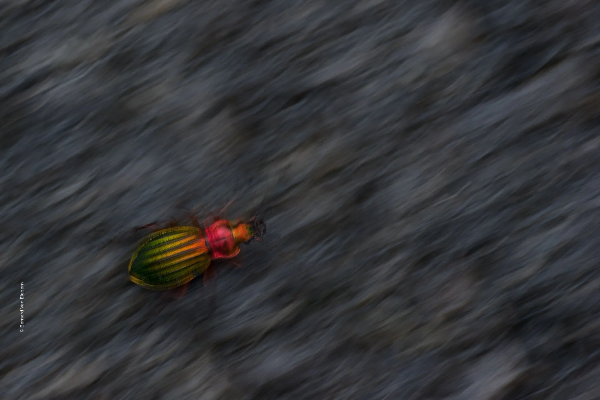 Insects_Bernard Van Elegem_CUPOTY_14.jpg