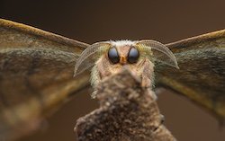 Laurent Hesemans, CUPOTY 7 Invertebrate Portrait winner, Good Boy