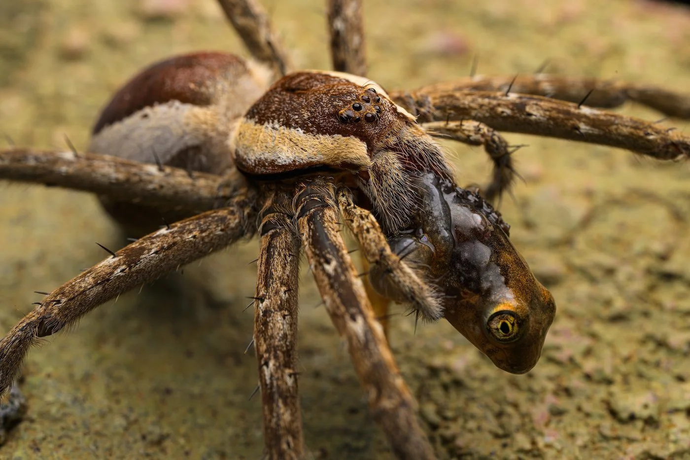 A fishing spider swallows a froglet