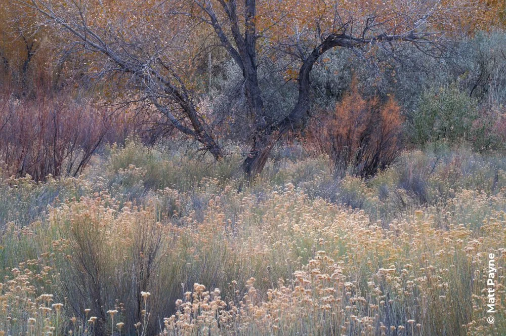 Serpent Tree by Matt Payne showing the sense of scale allowed in the Intimate Landscape category of Close-up Photographer of the Year