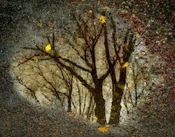 Linda Repasky, CUPOTY Challenge 2024 winner, Puddle Reflection