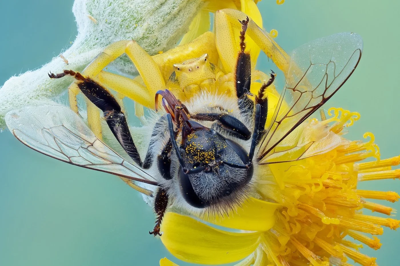 A flower crab spider (Thomisus onustus) feeding on a bee on a bright yellow flower