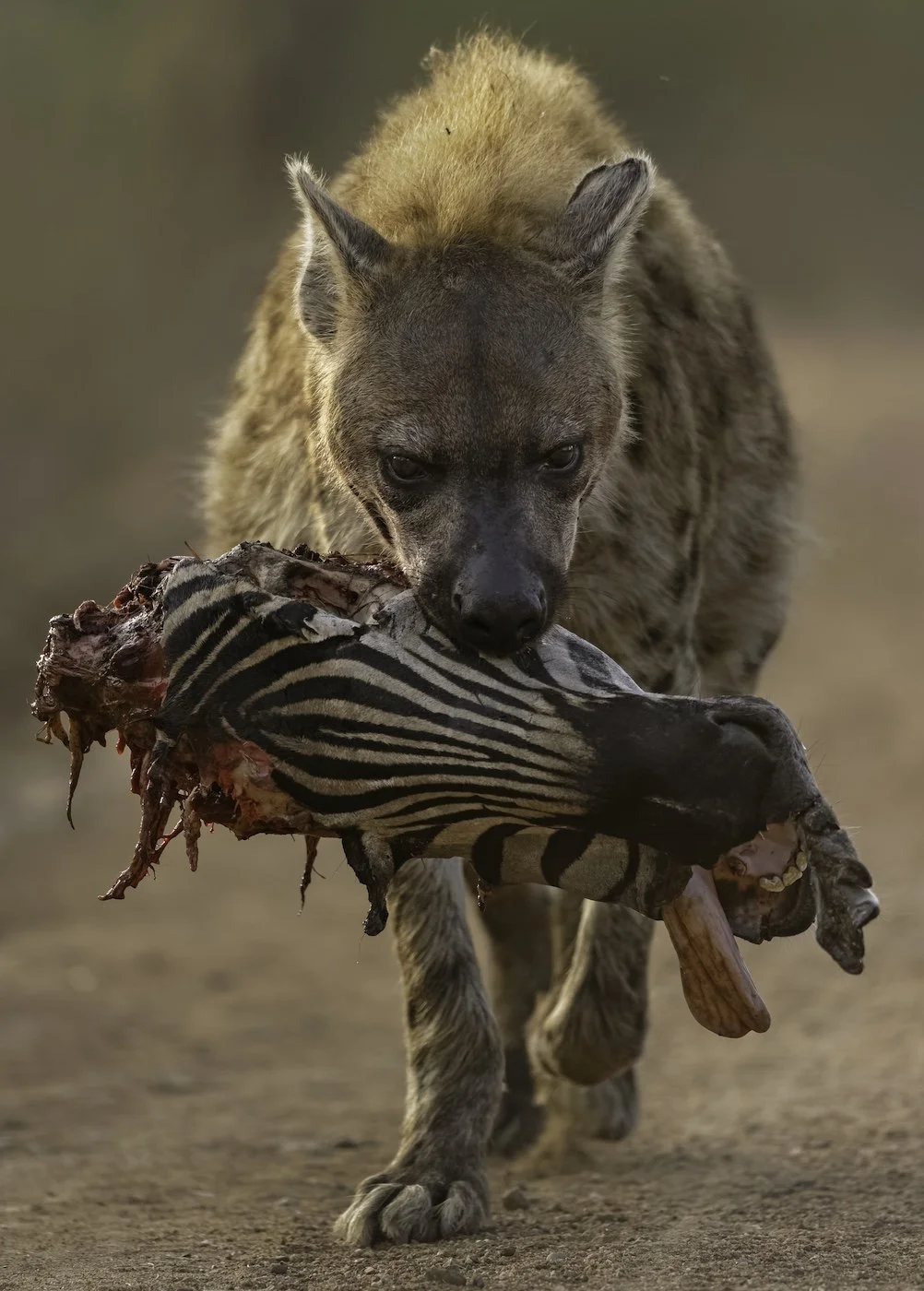 Willem Kruger, Hyena Portrait Zebra, winner of the CUPOTY CHALLENGE: Death & Decay