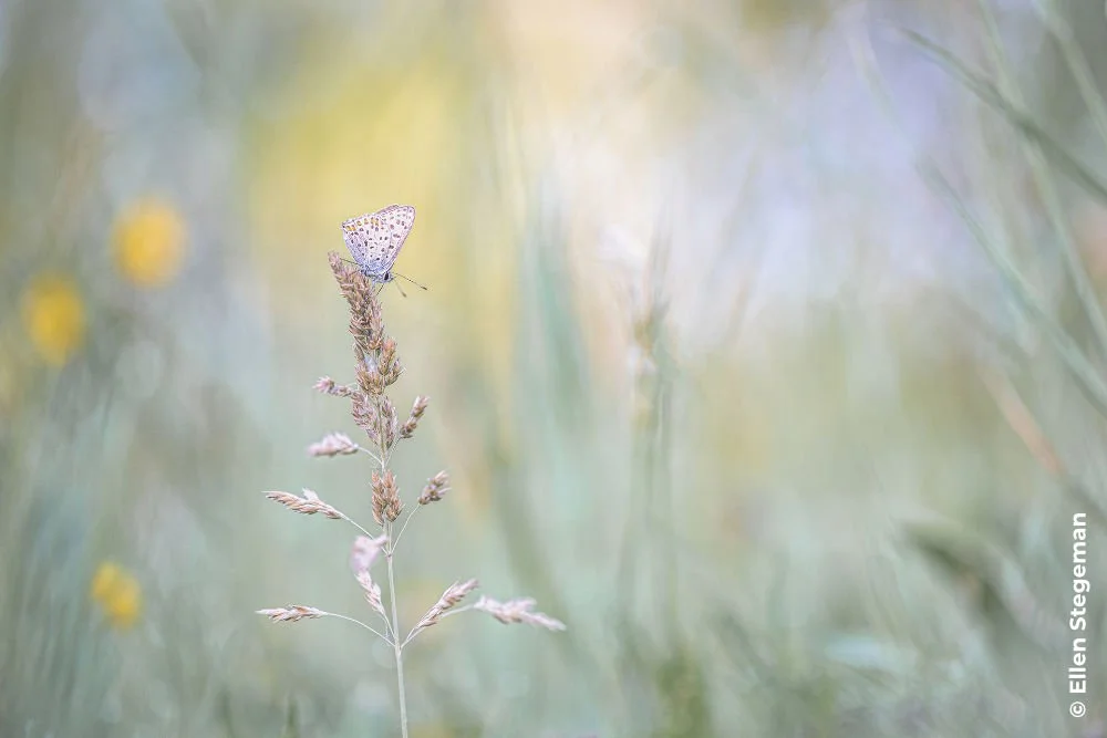 A small butterfly in its habitat by Ellen Stegeman