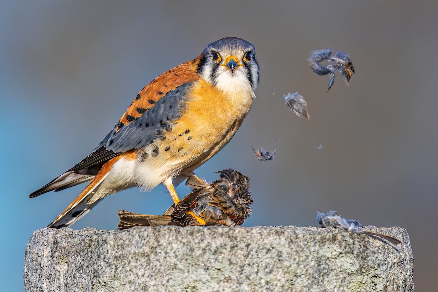 An American kestrel plucks a dead sparrow as the feathers are carried off by the wind