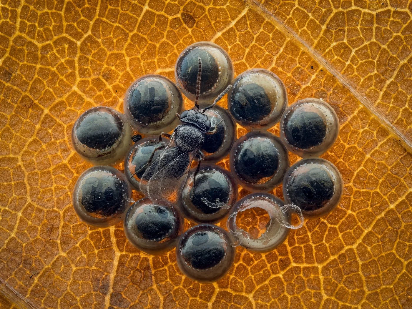 A parasitic wasp stands on a cluster of shield bug eggs
