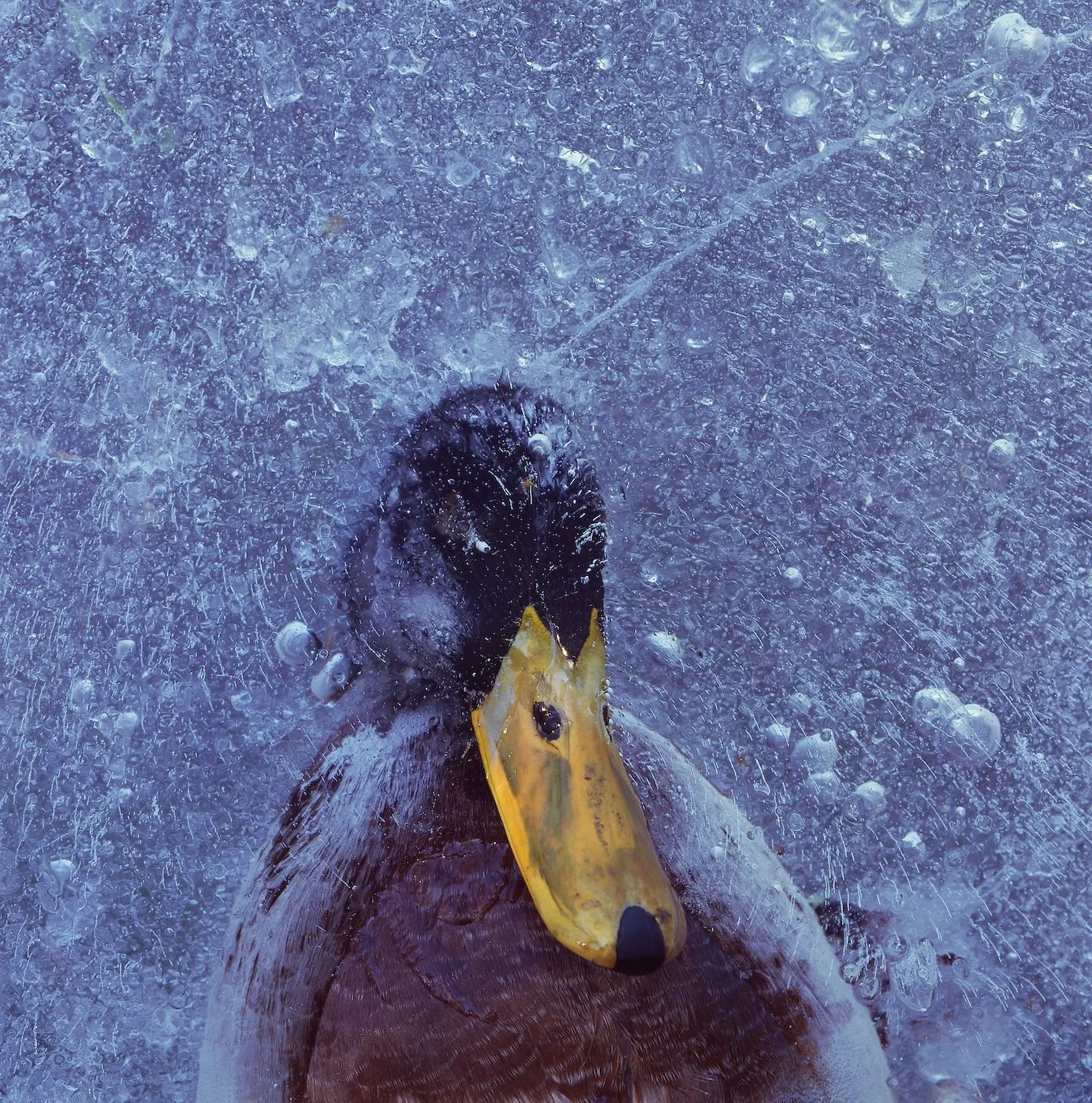 A mallard frozen to death in ice