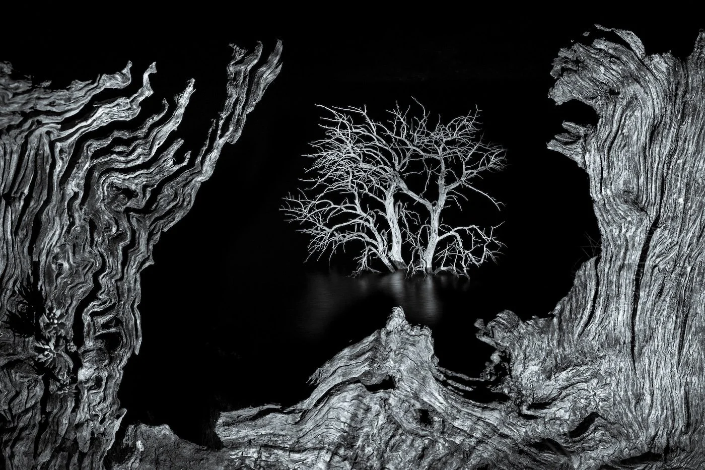 A ghostly tree emerges form a black lake, bordered by dead wood