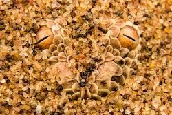 Emanuele Biggi, CUPOTY 1 overall winner, Namib's Gaze