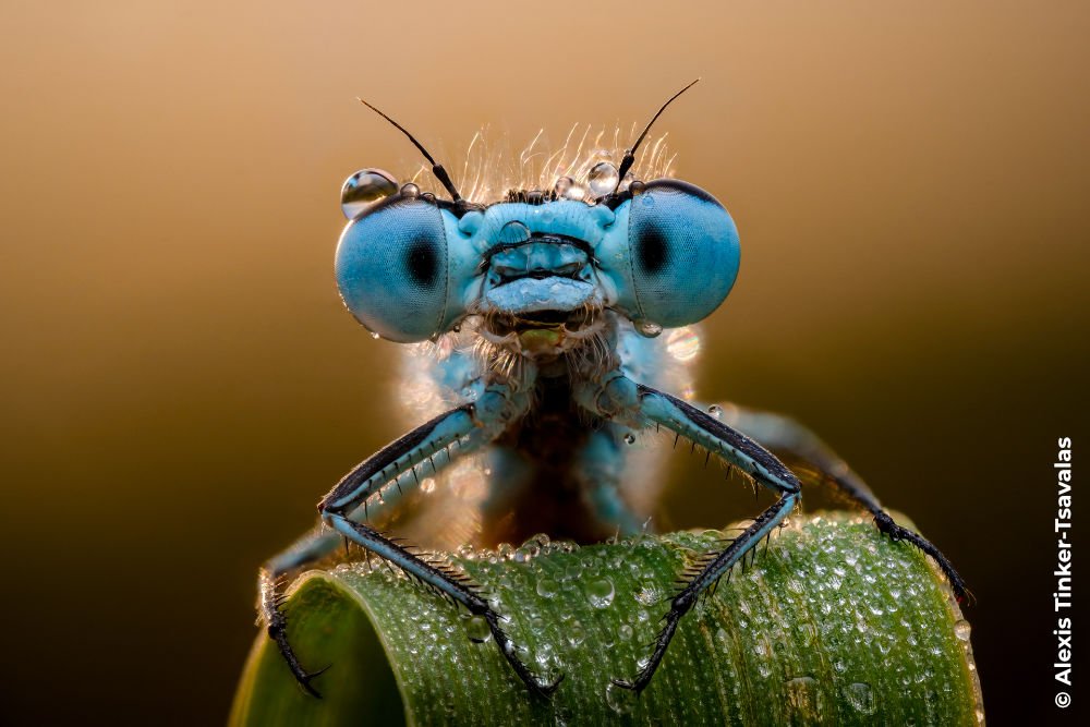 A classic macro shot of a damselfly by Alexis Tinker-Tsavalas