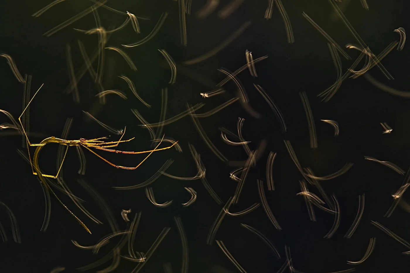 3rd-Arachnids-Gymnast-Anirban Dutta-CUPOTY 7-WEB.jpg