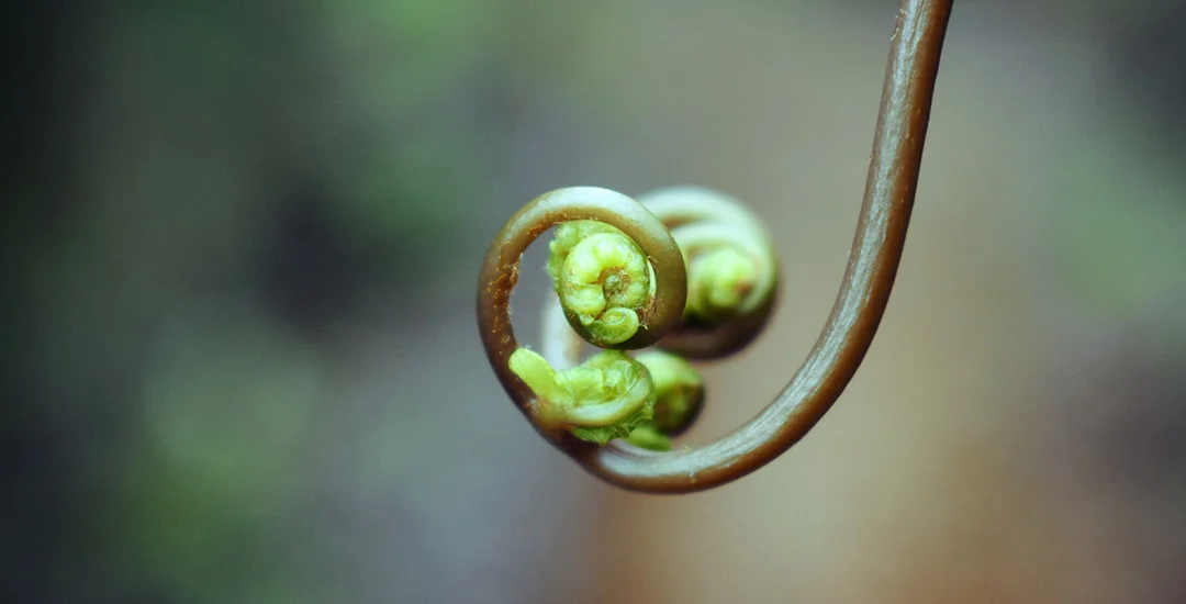 unfurling-short.jpg