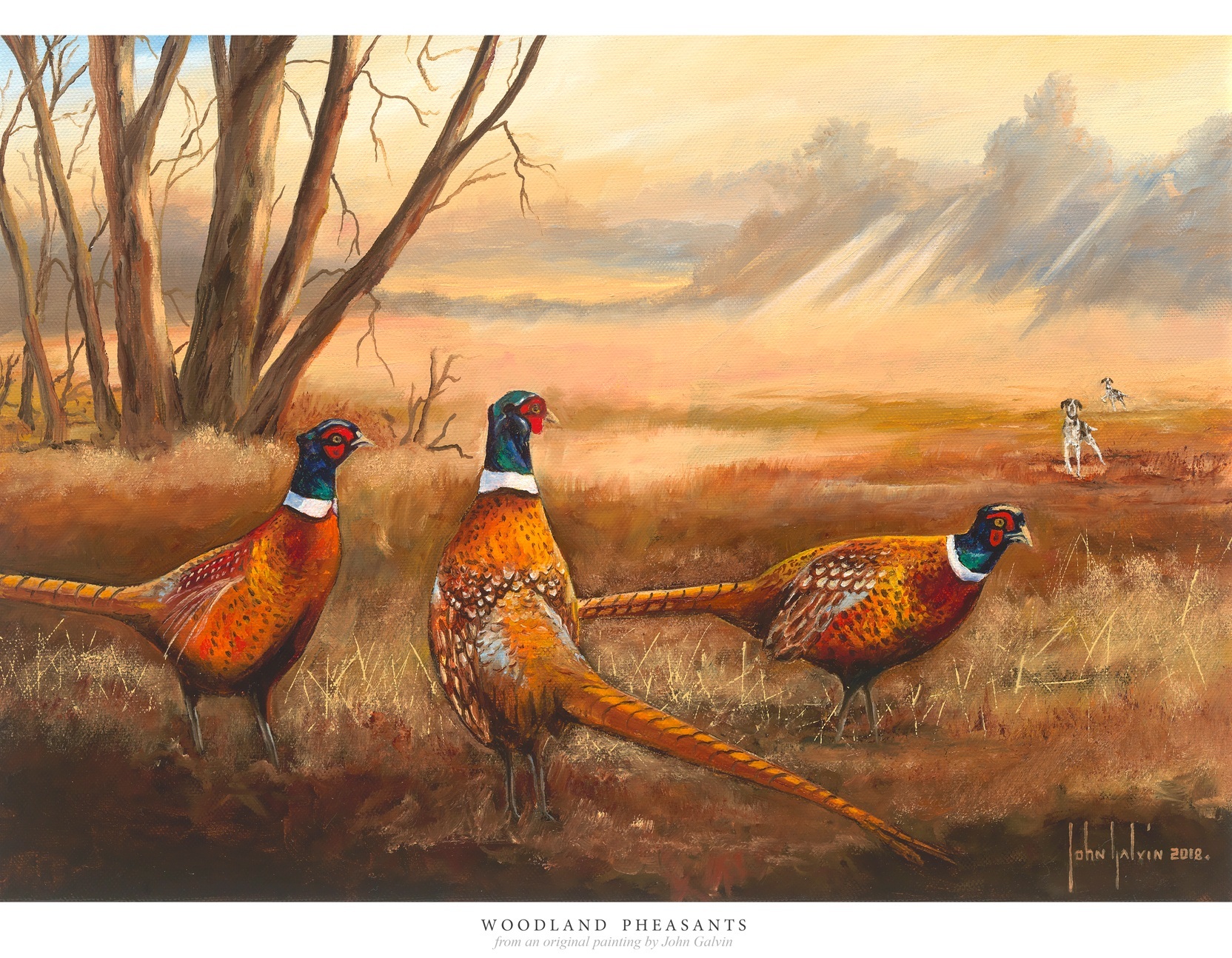 Woodland Pheasants - Original Art By John Galvin