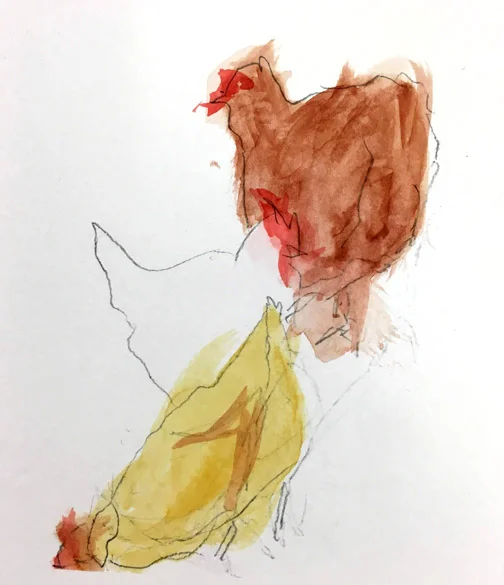 chicken cw 2.JPG