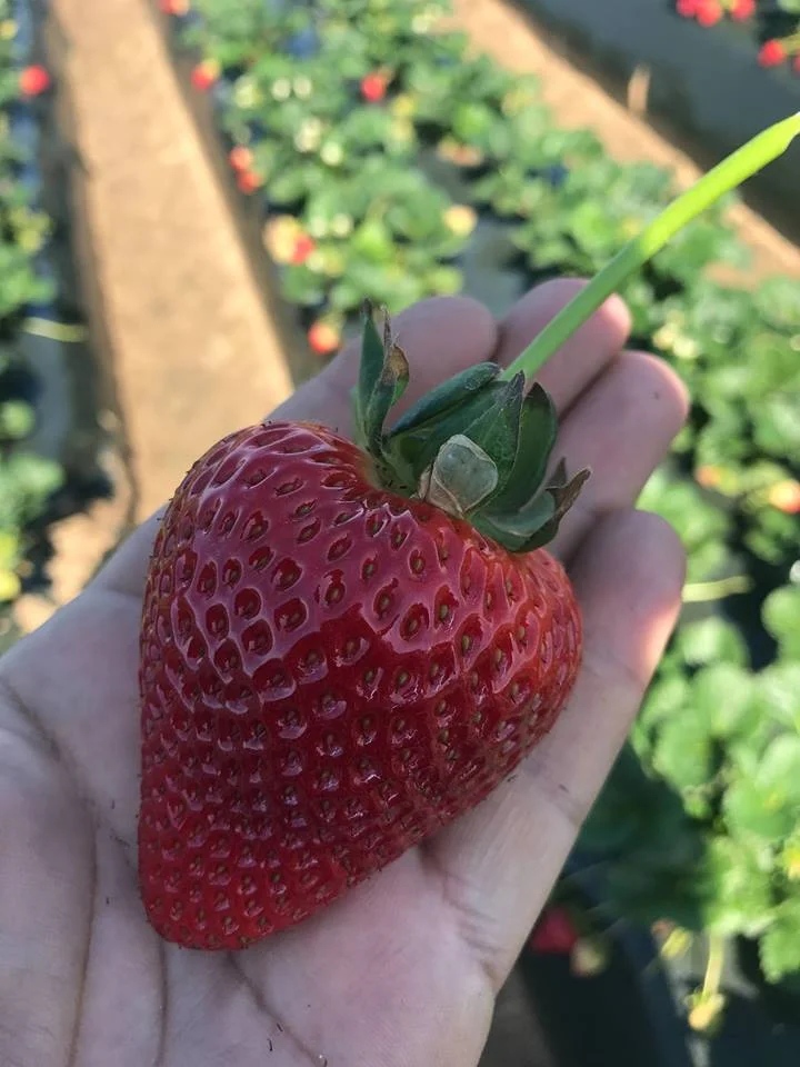 rocha berries.jpg