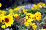 flowersy.jpg