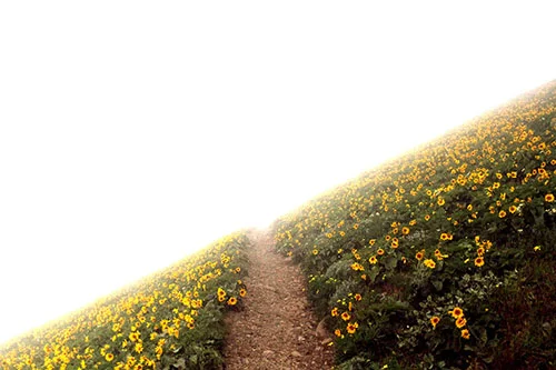 flowerspathfog.jpg
