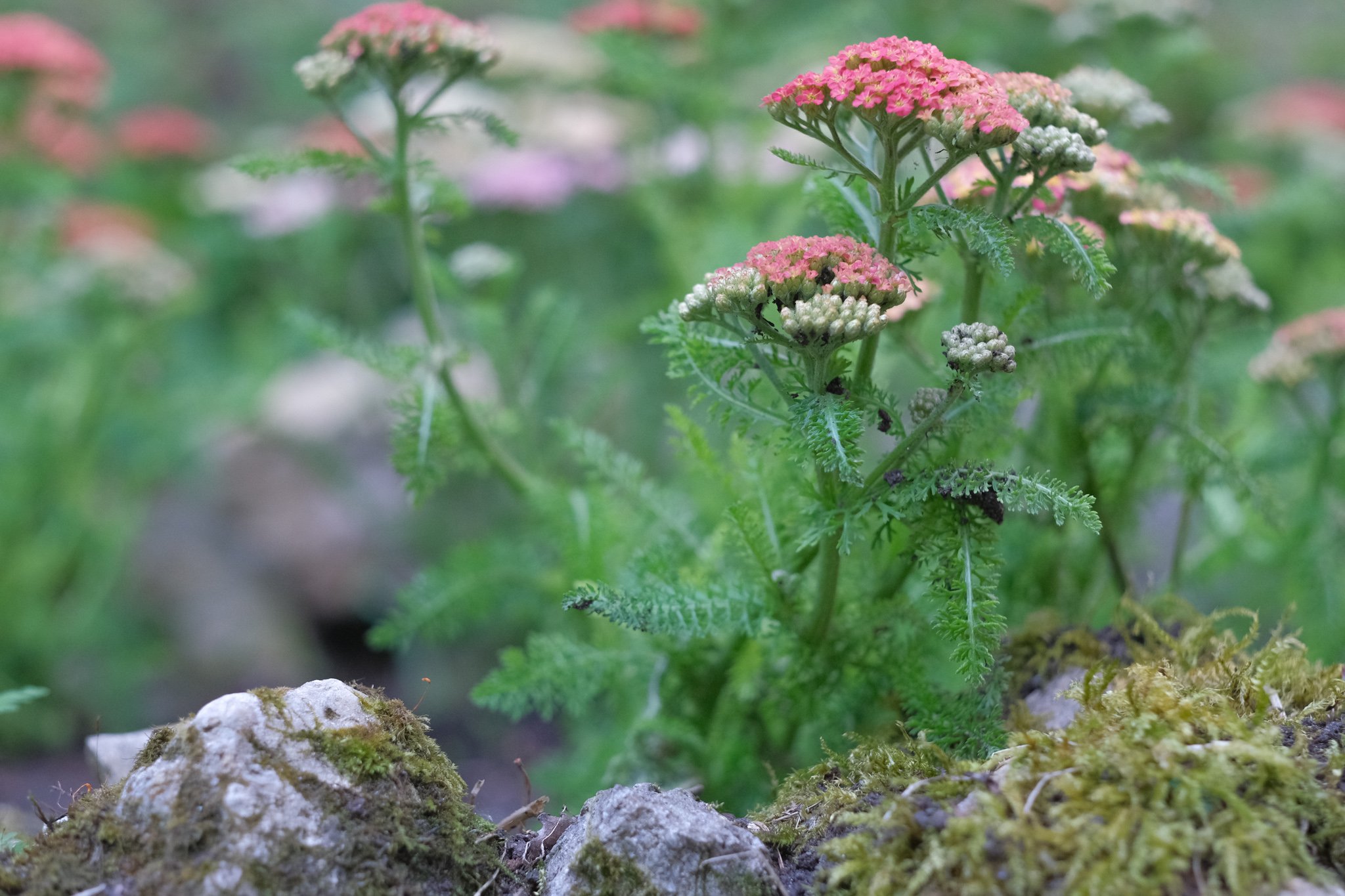 Garten_RaumZeitStille_Kleinlützel-09.jpg