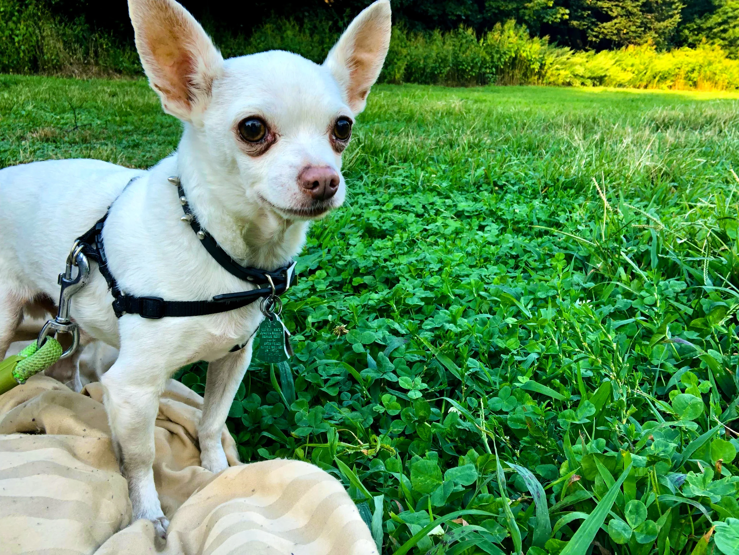 pet convincer petsmart