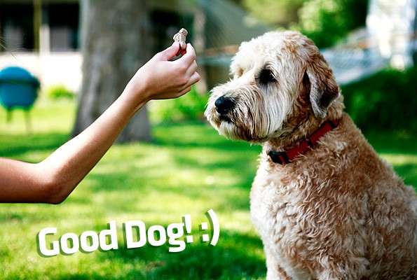 The untold truth about positive reinforcement only dog training