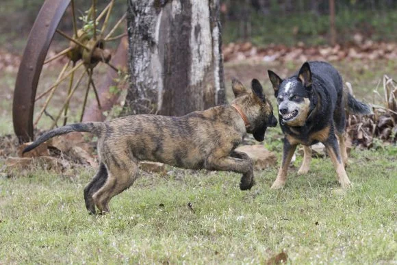 The 3 steps to resocialize a fear aggressive dog
