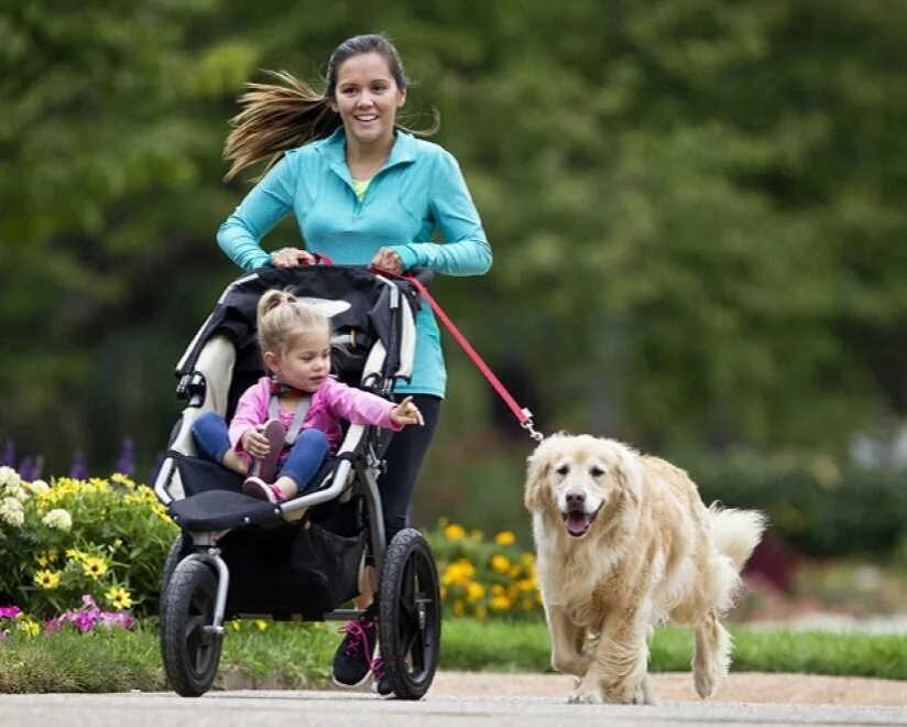 pet convincer petsmart