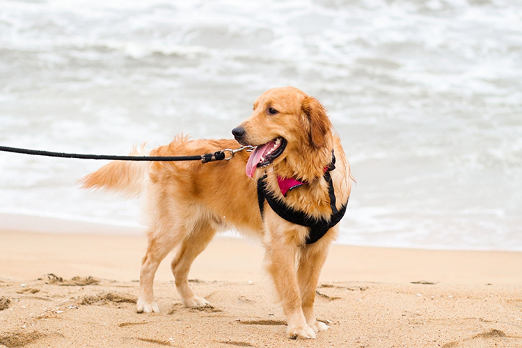 Dog behavior specialist Dog trainer Valley Stream NY Fraternity K9