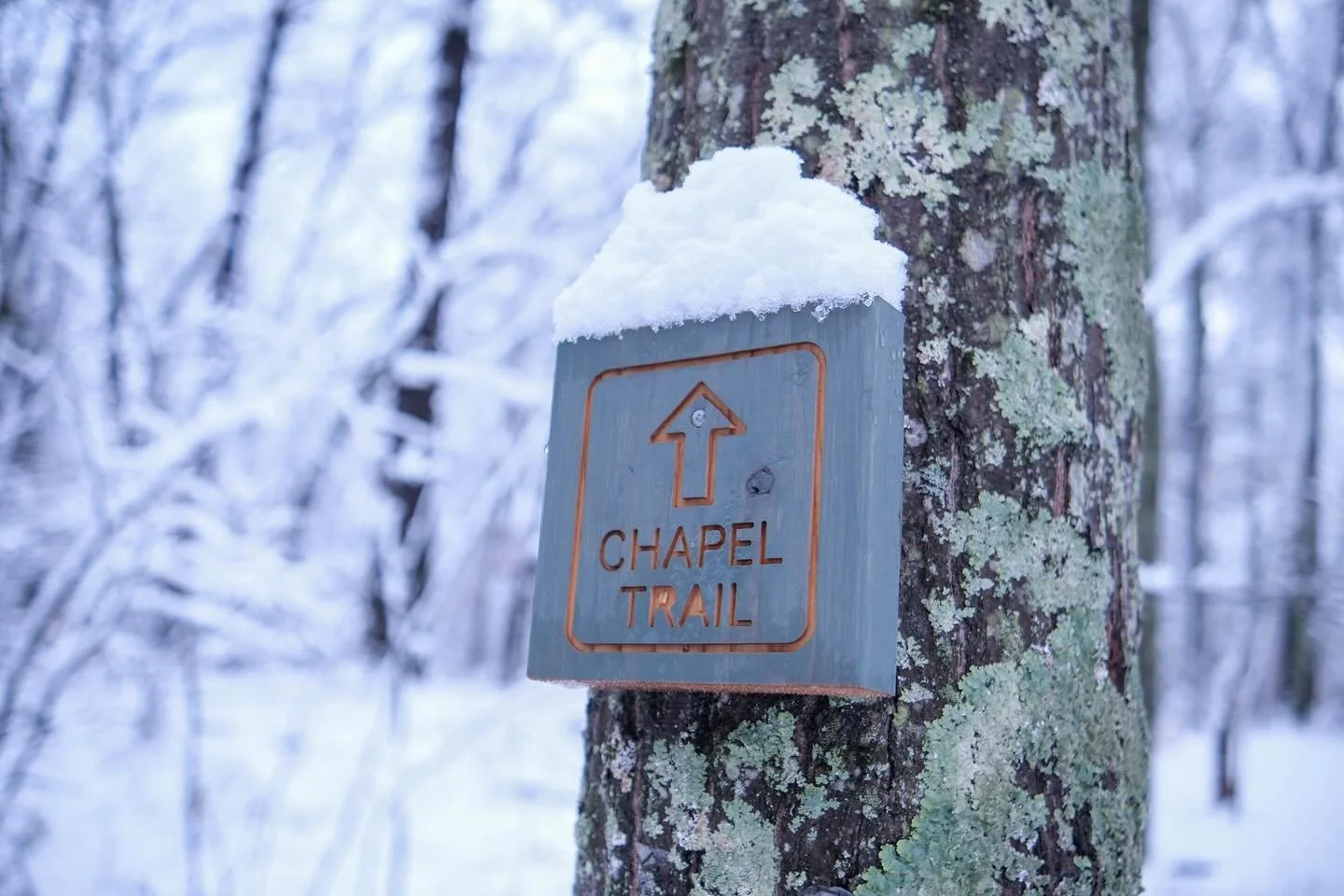 Winter Snow Grotonwood 4.jpg