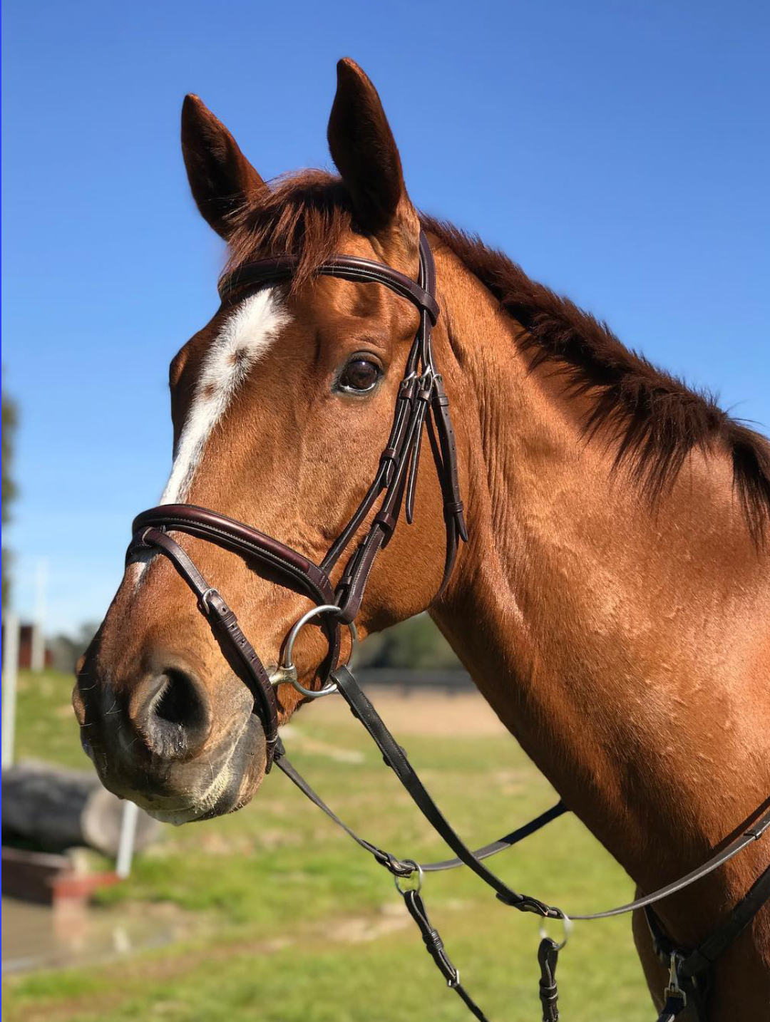HORSE.jpg