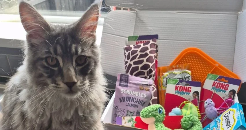 Petgevity Cat Hamper