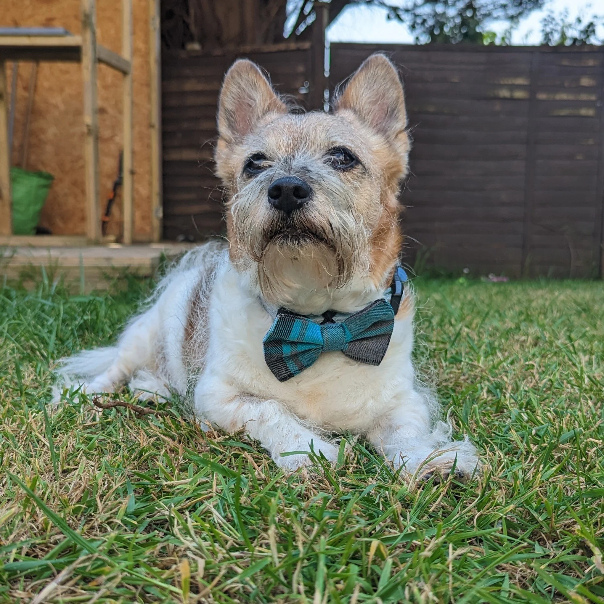 Dogs Friends - Rehoming box