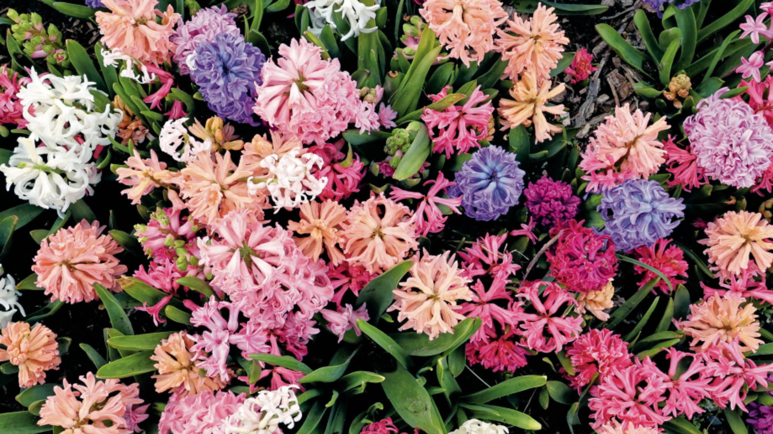 The Gardener's Mindset | Stephen Orr Book Talk